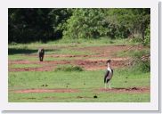 08AkageraAllDayGameDrive - 033 * Marabou Stork.